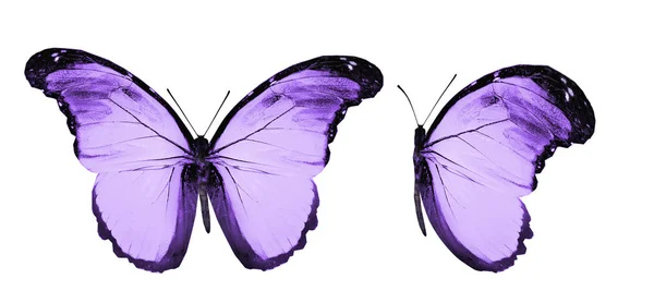 Mariposas de color, aisladas sobre fondo blanco —  Fotos de Stock