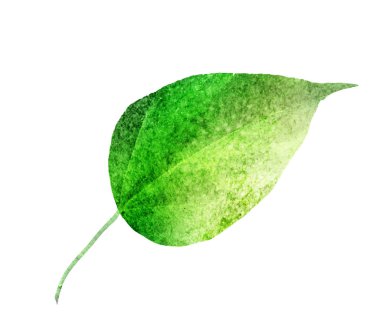 Beyaz arkaplanda suluboya yaprağı