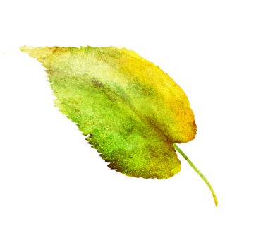 Beyaz arkaplanda suluboya yaprağı