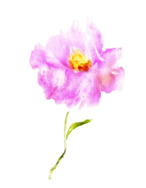 Suluboya çiçeği, beyaz arkaplanda izole