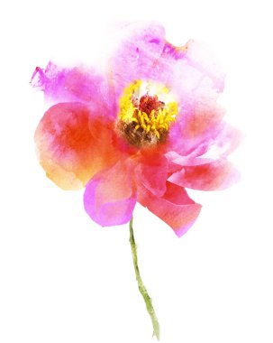 Suluboya çiçeği, beyaz arkaplanda izole