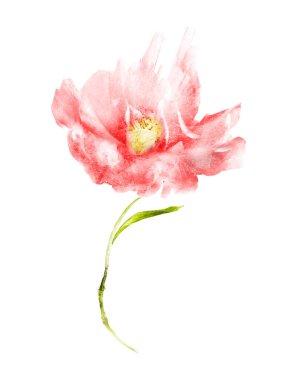 Suluboya çiçeği, beyaz arkaplanda izole