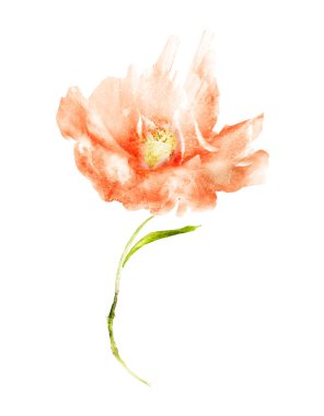 Suluboya çiçeği, beyaz arkaplanda izole
