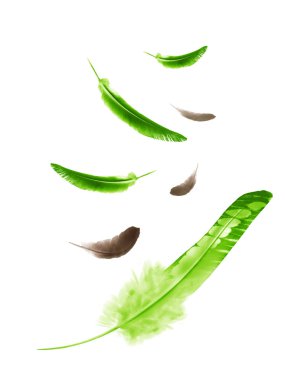 Beyaz arkaplanda izole edilmiş güzel renk tüyleri