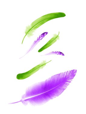 Beyaz arkaplanda izole edilmiş güzel renk tüyleri