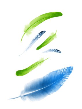 Beyaz arkaplanda izole edilmiş güzel renk tüyleri