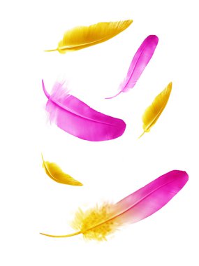 Beyaz arkaplanda izole edilmiş güzel renk tüyleri