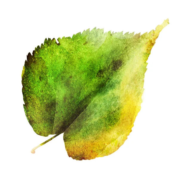 하얀 배경에 있는 수 채색 잎 — 스톡 사진