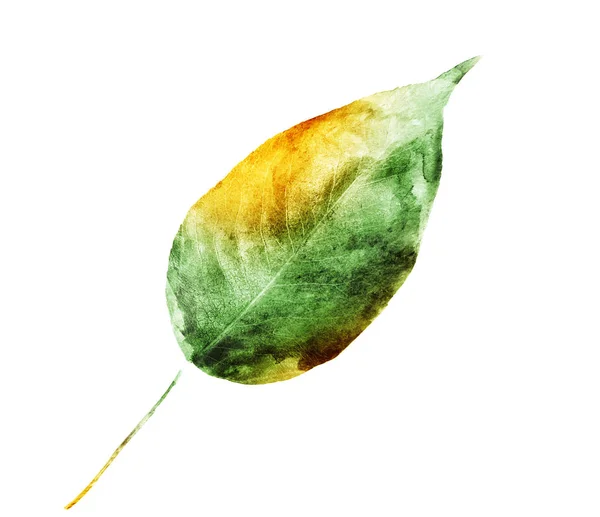 Watercolor leaf on the white background — Stock Photo, Image