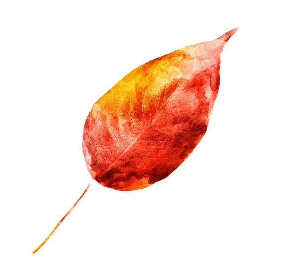 Watercolor leaf on the white background — Stock Photo, Image