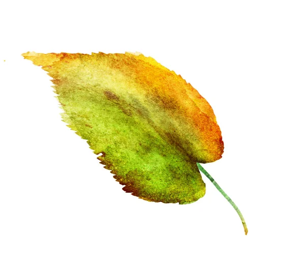 Watercolor leaf on the white background — Stock Photo, Image