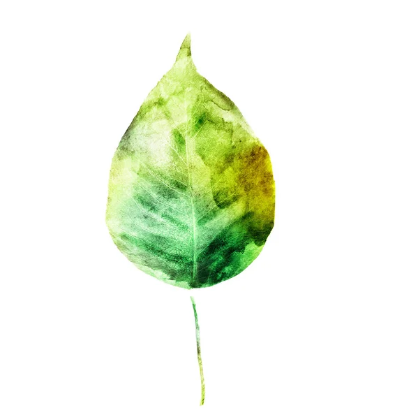 白地に水彩の葉 — ストック写真