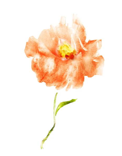 Akvarel květiny, izolované na bílém pozadí — Stock fotografie