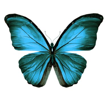 Renk kelebeği, beyaz arkaplanda izole