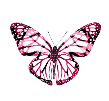 Renk kelebeği, beyaz arkaplanda izole