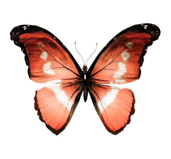 Цвет бабочки, изолированные на белом фоне — стоковое фото