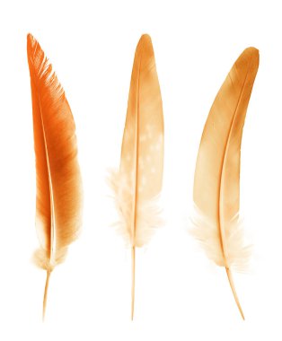 Beyaz arkaplanda izole edilmiş güzel renk tüyleri