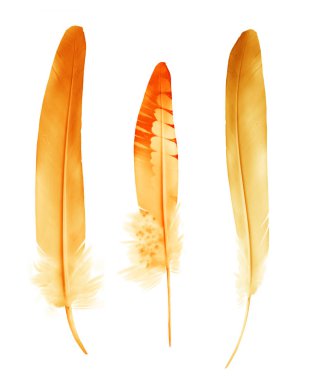 Beyaz arkaplanda izole edilmiş güzel renk tüyleri