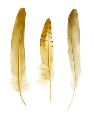 Beyaz arkaplanda izole edilmiş güzel renk tüyleri