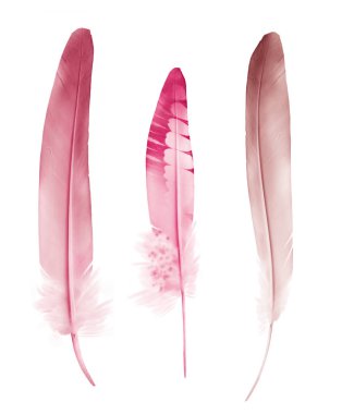 Beyaz arkaplanda izole edilmiş güzel renk tüyleri