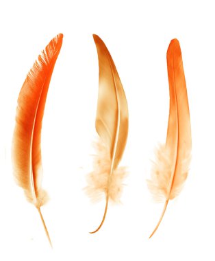 Beyaz arkaplanda izole edilmiş güzel renk tüyleri