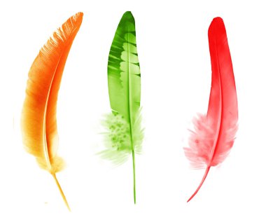 Beyaz arkaplanda izole edilmiş güzel renk tüyleri