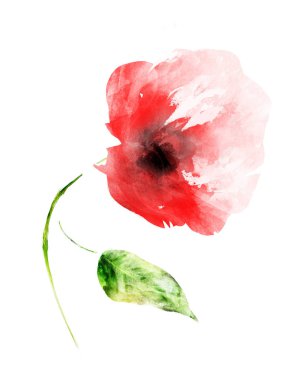 Suluboya çiçeği, beyaz arkaplanda izole