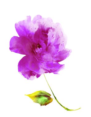 Suluboya çiçeği, beyaz arkaplanda izole