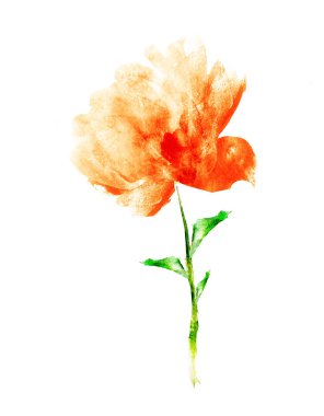 Suluboya çiçeği, beyaz arkaplanda izole