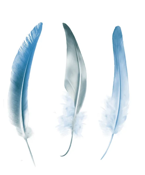 Beautiful color feathers isolated on white background — Stock Photo, Image