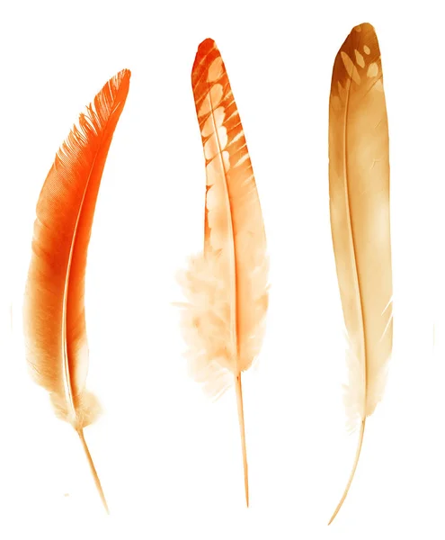 Mooie kleur veren geïsoleerd op witte achtergrond — Stockfoto