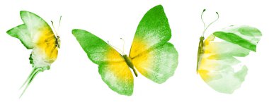 Beyaz arka planda üç suluboya kelebek.