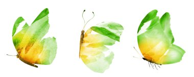 Beyaz arka planda üç suluboya kelebek.