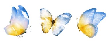 Beyaz arka planda üç suluboya kelebek.