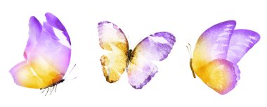 Beyaz arka planda üç suluboya kelebek.