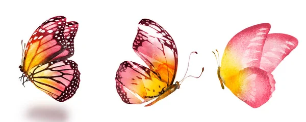 Три бабочки акварелью, изолированные на белом фоне — стоковое фото