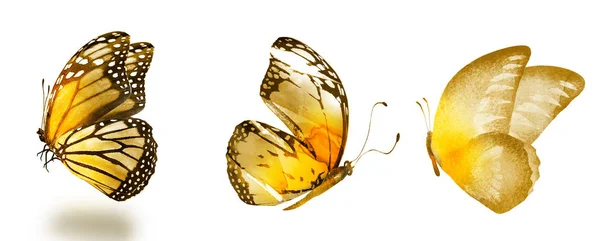 白い背景に隔離された3羽の水彩蝶 — ストック写真