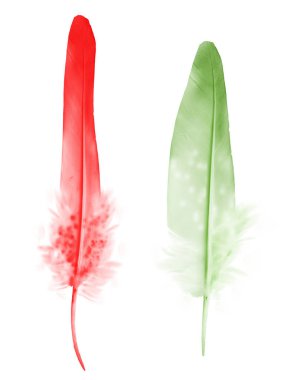 Beyaz arkaplanda izole edilmiş güzel renk tüyü