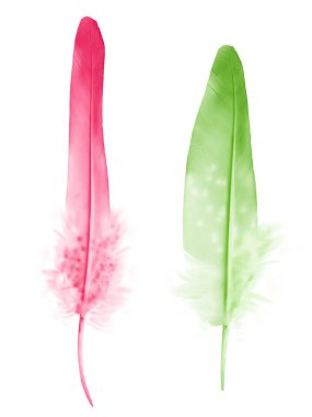 Beyaz arkaplanda izole edilmiş güzel renk tüyü