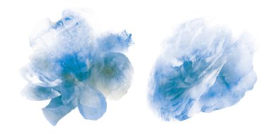 Suluboya çiçekleri, beyaz arkaplanda izole