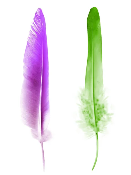Hermosa pluma de color aislada sobre fondo blanco — Foto de Stock