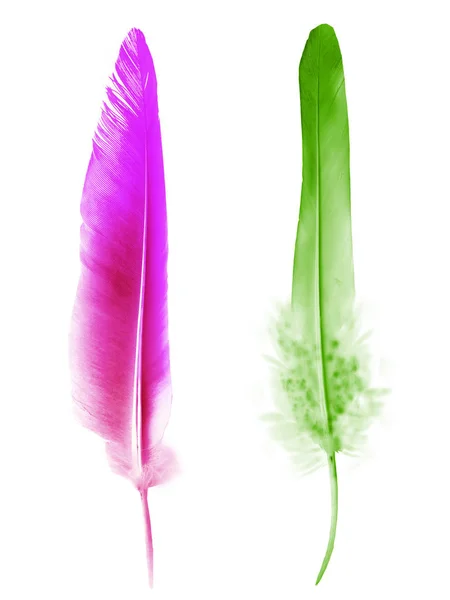 Beautiful color feather isolated on white background — Stock Photo, Image