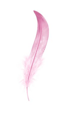 Beyaz arkaplanda izole edilmiş güzel renk tüyü