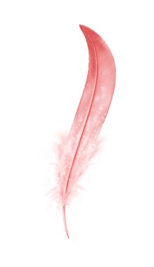 Beyaz arkaplanda izole edilmiş güzel renk tüyü