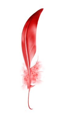 Beyaz arkaplanda izole edilmiş güzel renk tüyü