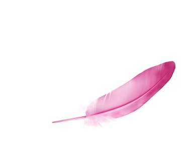 Beyaz arkaplanda izole edilmiş güzel renk tüyü