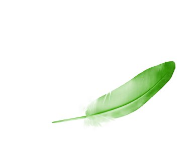 Beyaz arkaplanda izole edilmiş güzel renk tüyü