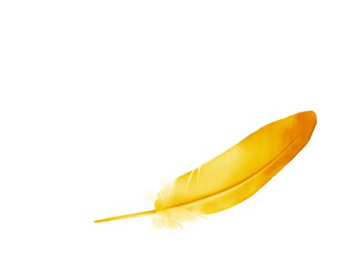 Beyaz arkaplanda izole edilmiş güzel renk tüyü