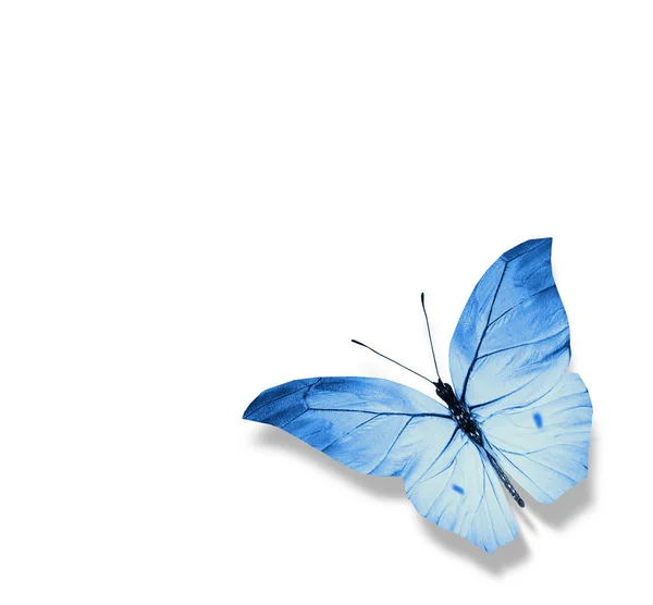 Fluture de culoare, izolat pe fundal alb — Fotografie, imagine de stoc