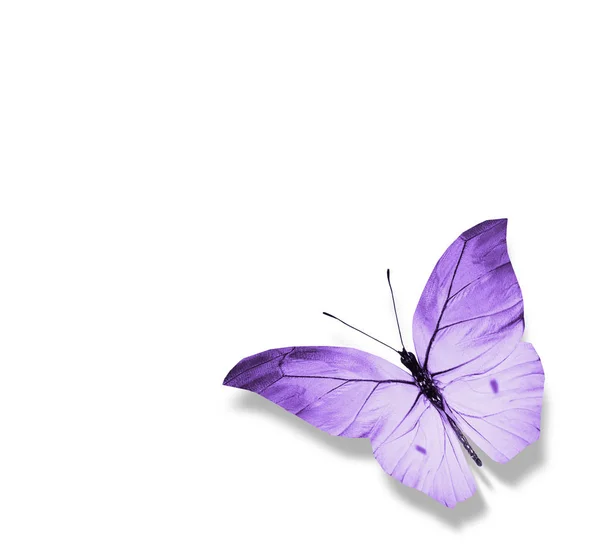 Mariposa de color, aislada sobre fondo blanco — Foto de Stock